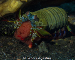 Mama mantis shrimp by Sandra Agustina 